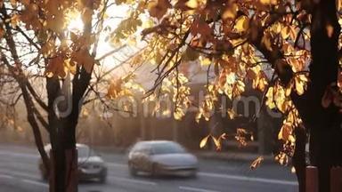 阳光穿过秋天的叶子。